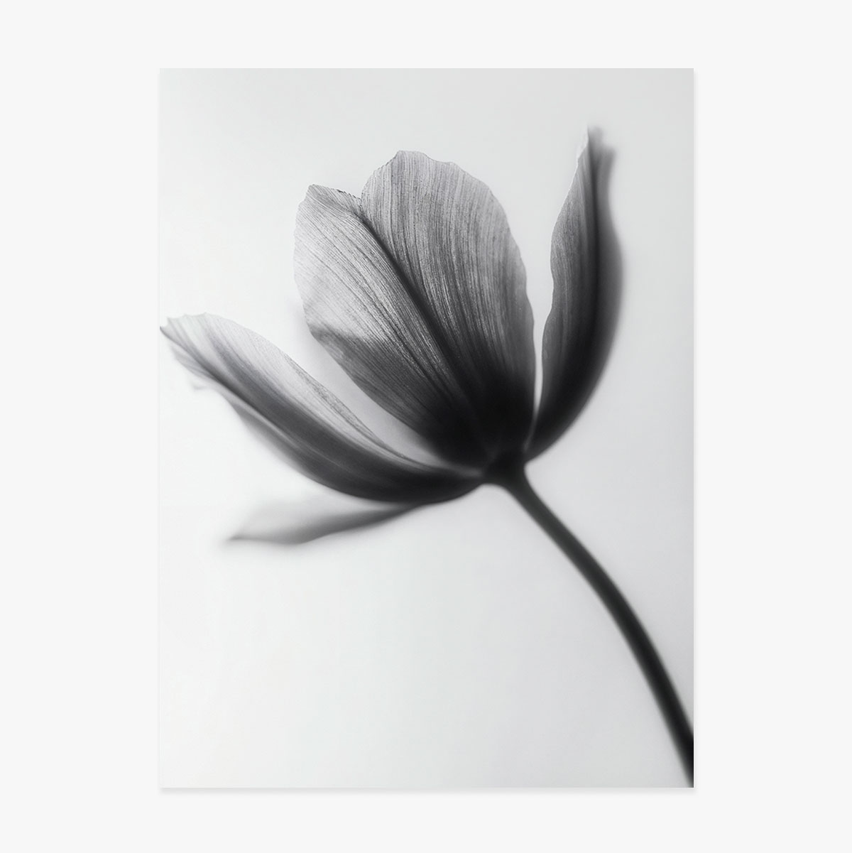 Poster Black and white flower