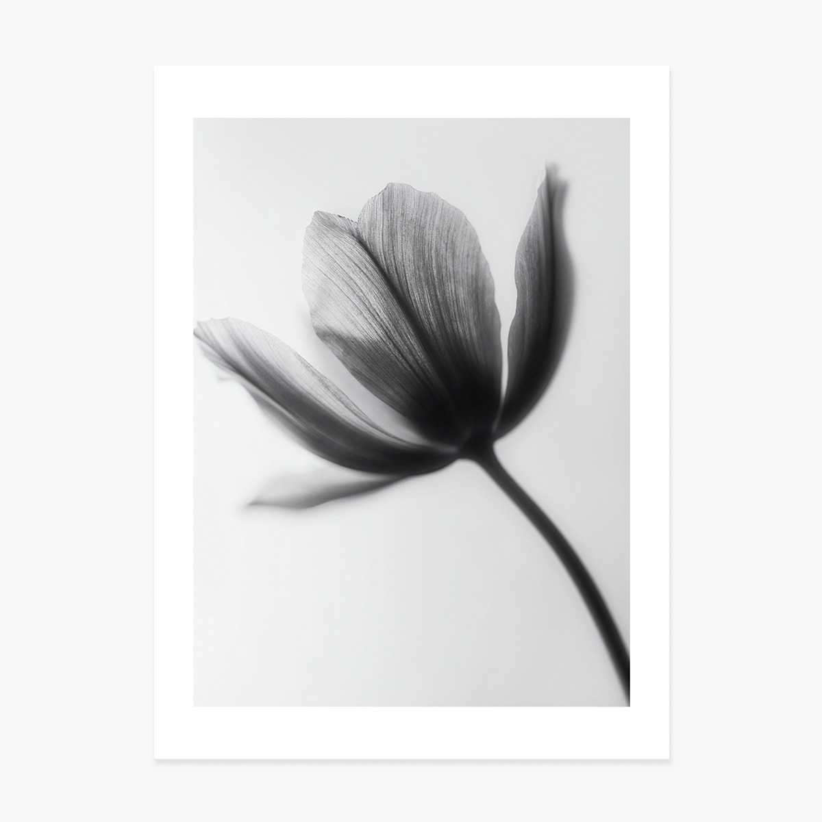 Poster Black and white flower