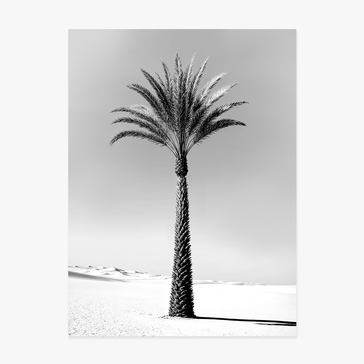 Poster Black and white palm tree