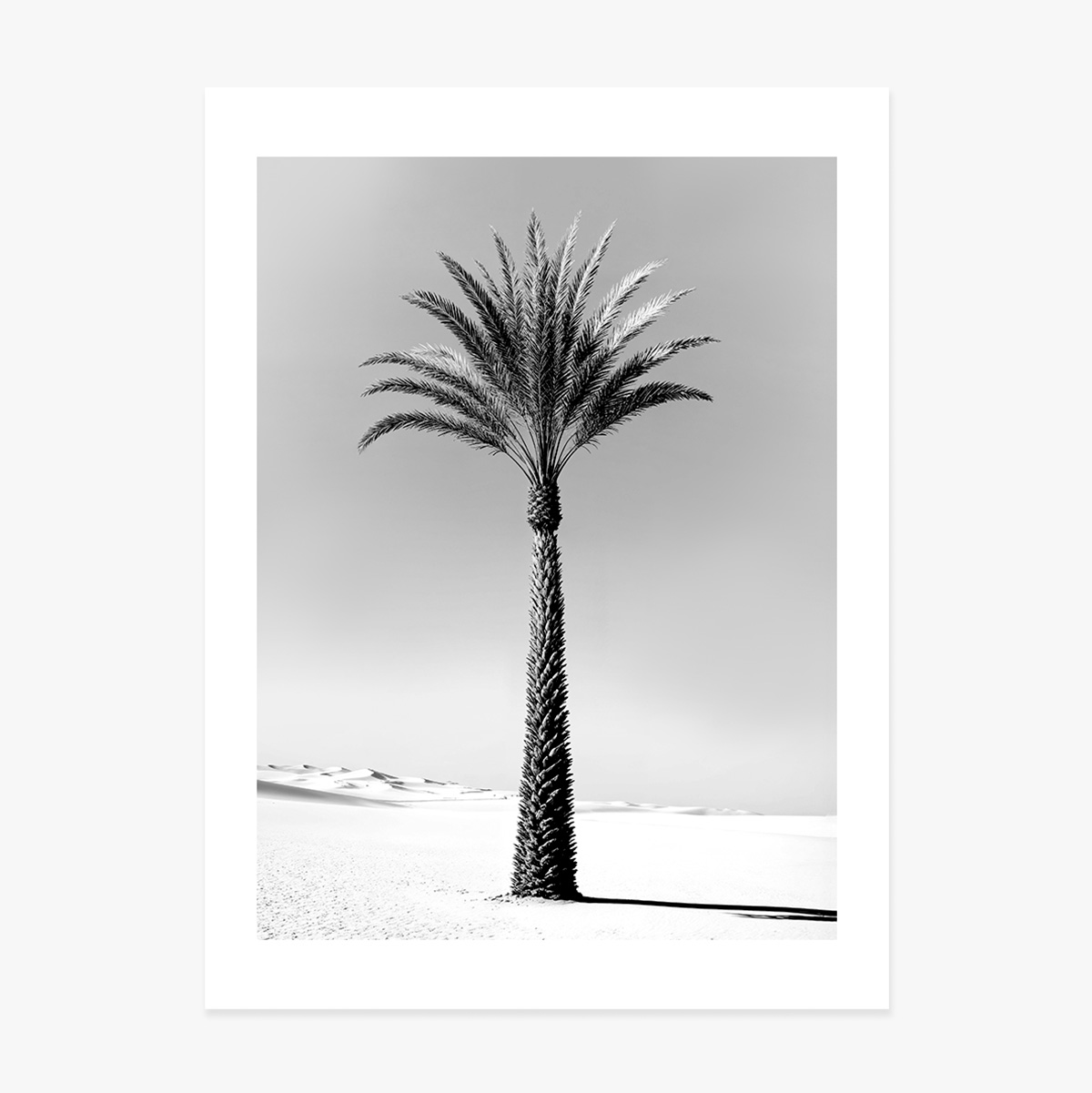 Poster Black and white palm tree