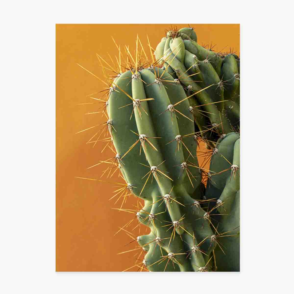 Poster Cactus cu fundal colorat