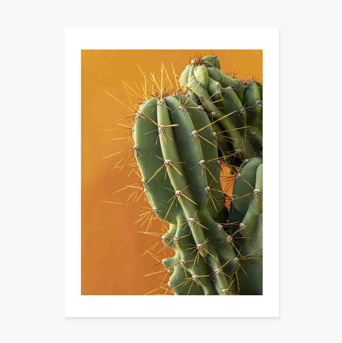 Poster Cactus cu fundal colorat