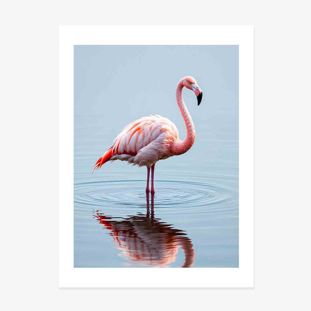 Poster Flamingo