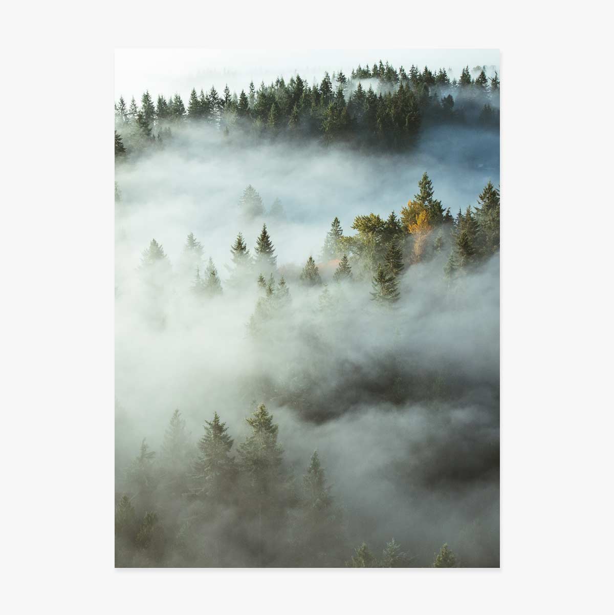 Poster Forest In Mist