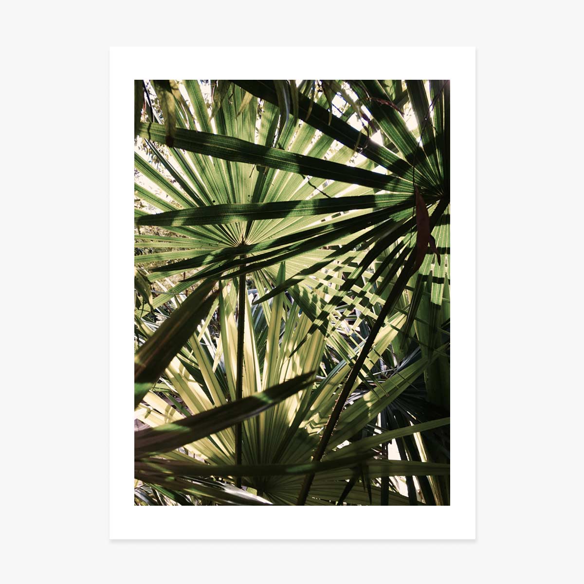 Poster palm tree