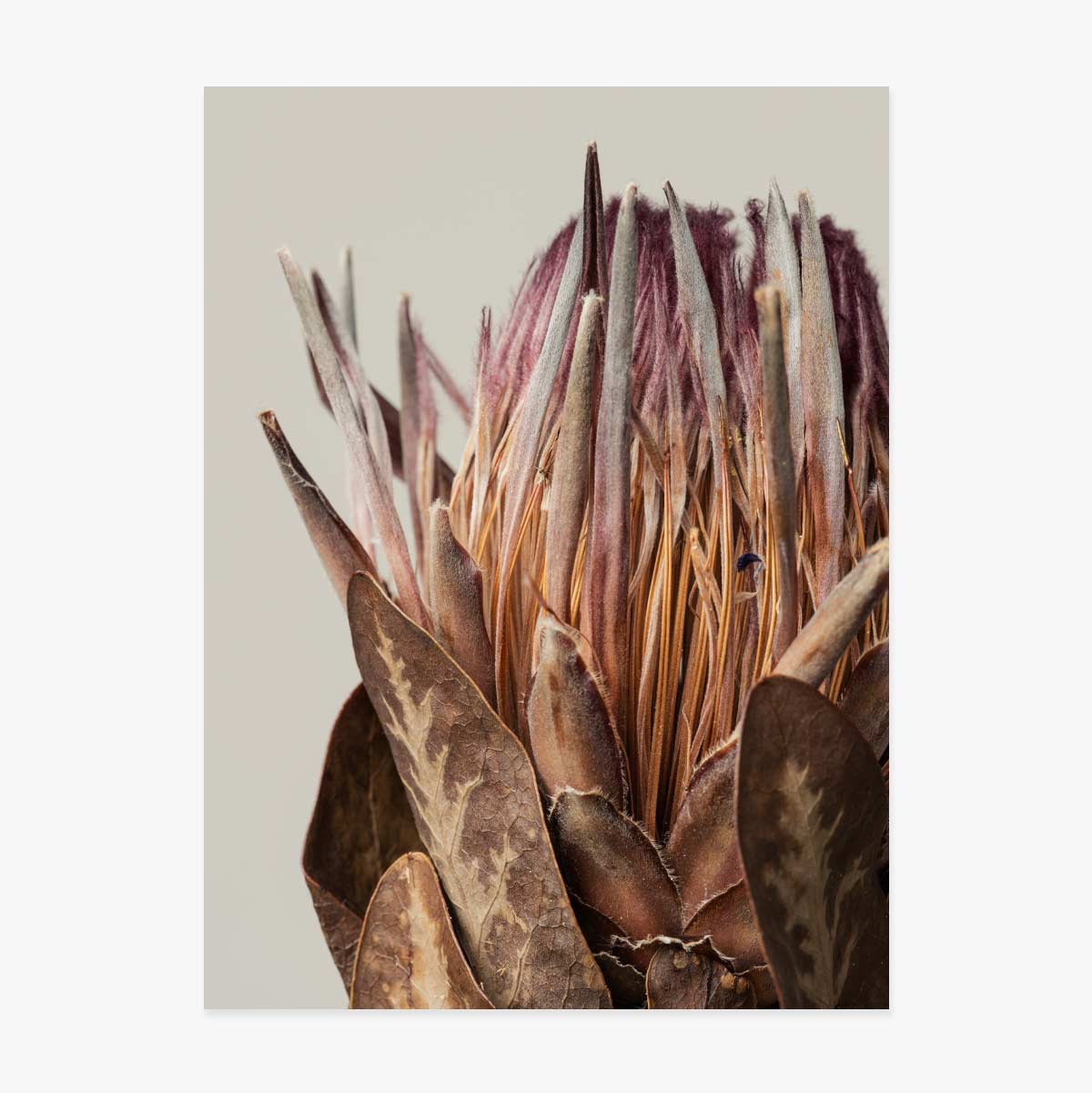 Poster pink protea