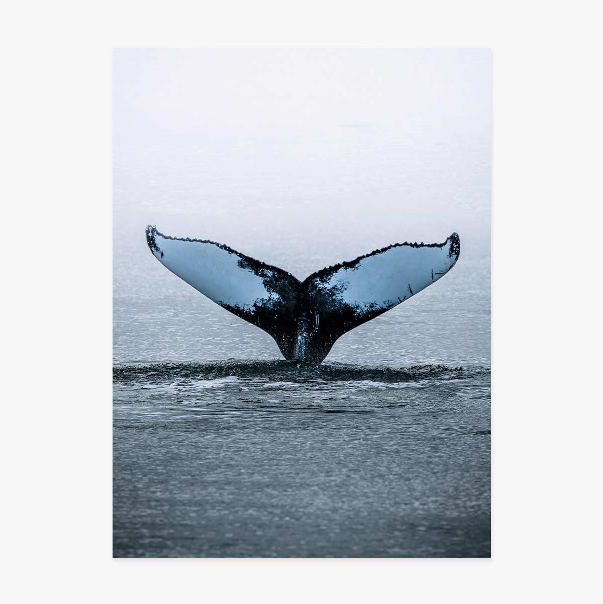 Poster Whale Tail