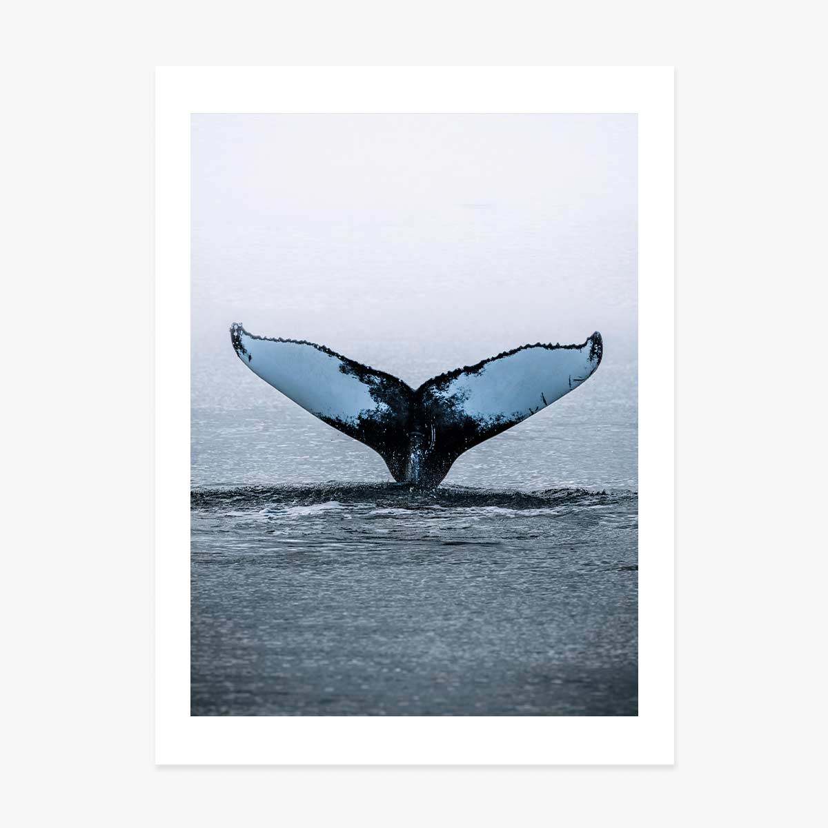 Poster Whale Tail