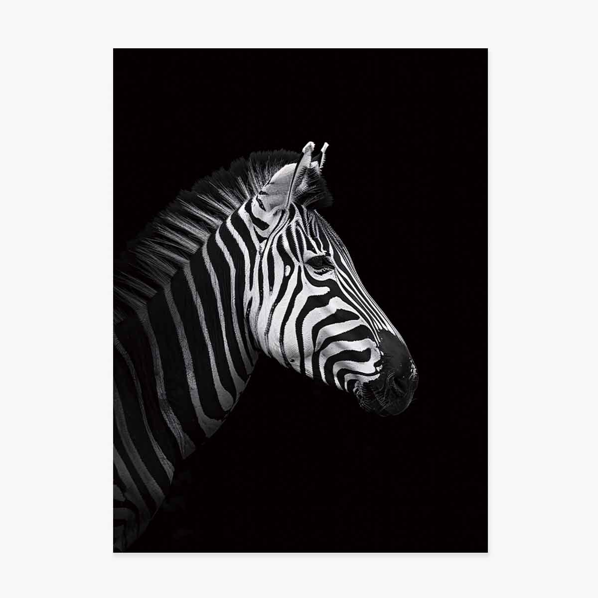 Poster Zebră