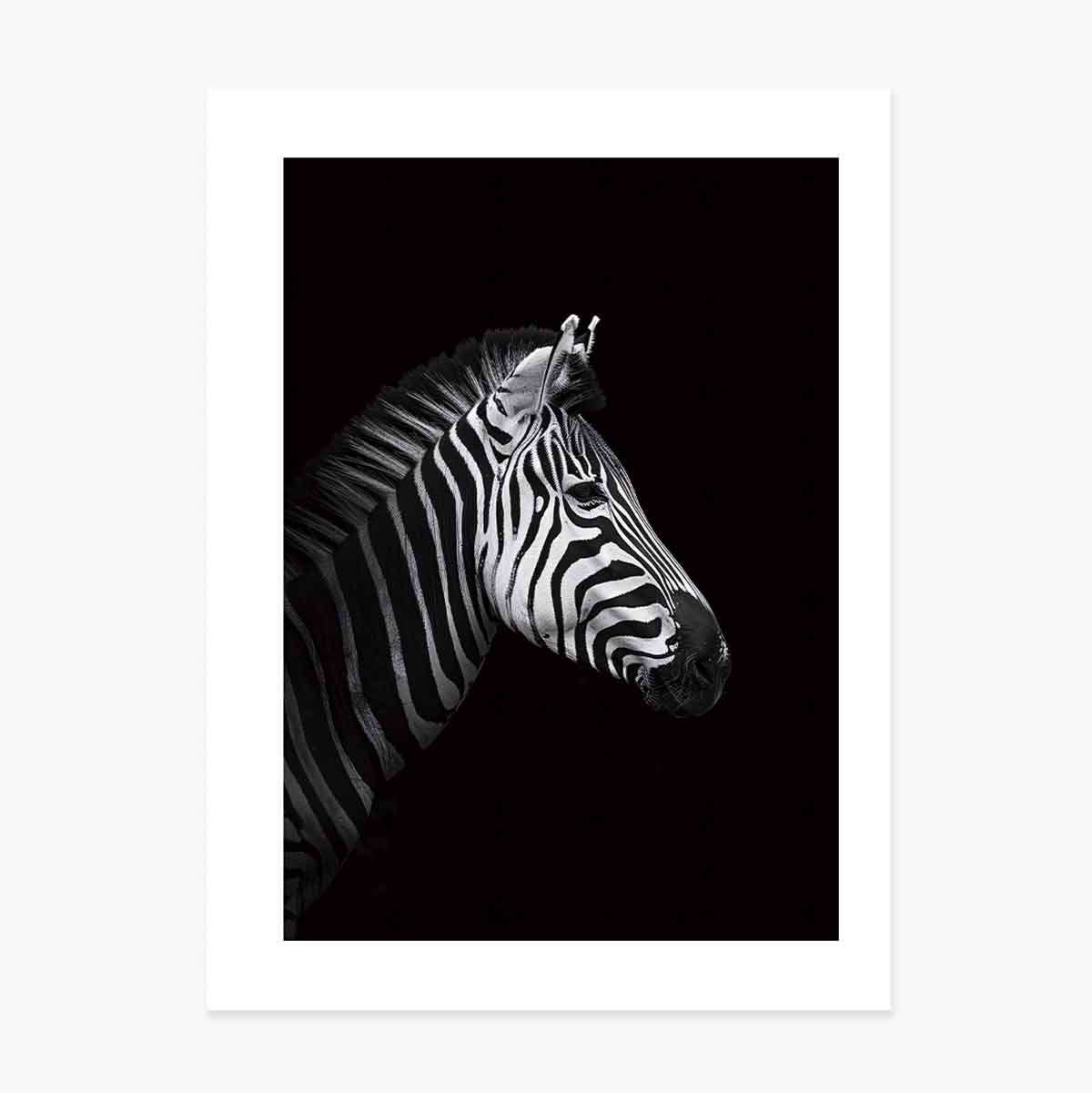 Poster Zebră